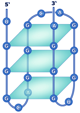 Quadruplex Dna