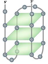 G-quadruplex